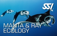 Manta & Ray Ecology