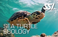 Specialty Instructor Sea Turtle Ecology