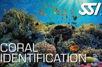 Specialty Instructor Coral Identification